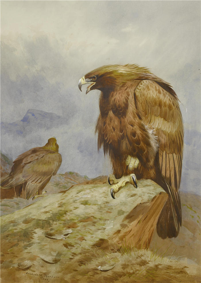 阿奇博尔德·索伯恩(Archibald Thorburn,苏格兰画家)高清作品-《一对金鹰》