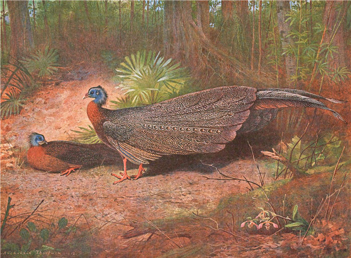 阿奇博尔德·索伯恩（Archibald Thorburn，苏格兰画家）高清作品-《婆罗洲阿格斯雉鸡 (1918-1922)》