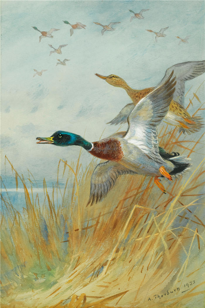 阿奇博尔德·索伯恩(Archibald Thorburn,苏格兰画家)高清作品-《野鸭崛起 (1933)》