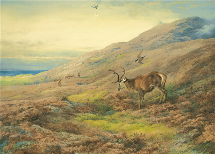阿奇博尔德·索伯恩(Archibald Thorburn,苏格兰画家)高清作品-《在高地,红鹿被一对游隼围攻(1917)》