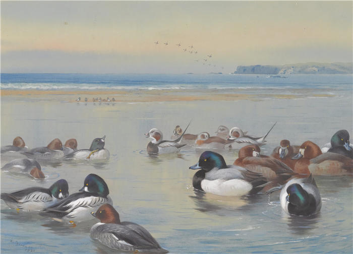 阿奇博尔德·索伯恩(Archibald Thorburn,苏格兰画家)高清作品-《沿海岸线的鸭子(1921)》