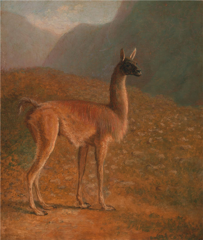 雅克-洛朗·阿加斯（Jacques-Laurent Agasse）作品-瓜纳科（约 1848 年）