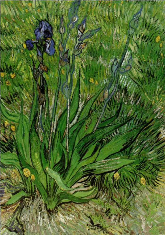 梵高（Vincent van Gogh）高清作品 –鸢尾花 Iris flowers
