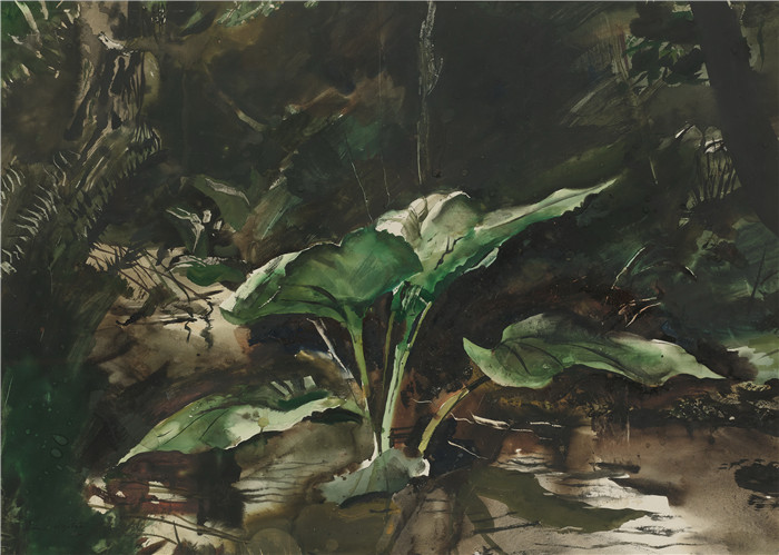 安德鲁·怀斯(Andrew Wyeth)高清作品-昆克卷心菜