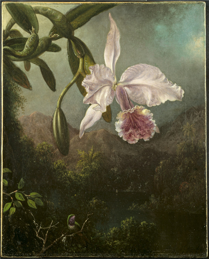 《兰花盛开》马丁·约翰逊·海德（Martin Johnson Heade）画作-Orchid Blossoms