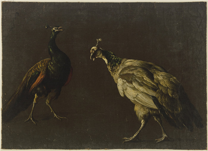 扬·巴普蒂斯特·维尼克斯(Jan Baptist Weenix)作品-孔雀和雌孔雀Peacock and peahen