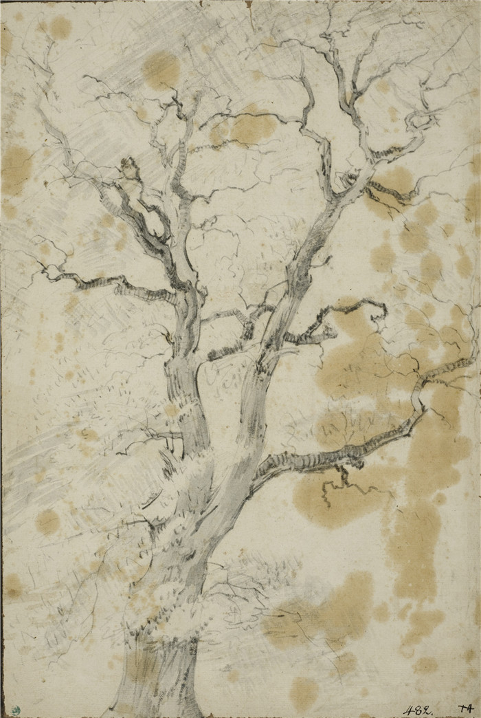 亚当·皮纳克(Adam Pynacker)作品-研究一棵树