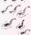 国画鱼虾的画法