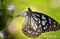 几种蝴蝶的画法示范