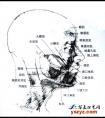 头部结构 骨点 肌肉图文讲解