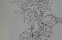 工笔菊着色分步示范