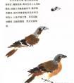 多种鸟类画谱（下）