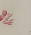 牡丹花应该怎样画 国画牡丹画法