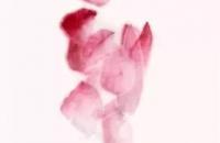 写意牡丹《得意春风》示范步骤