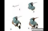 翠鸟的写意画法