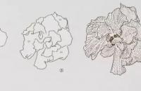 芙蓉花写意画法步骤