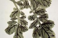 国画凌霄花的画法