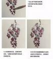 紫藤画法步骤详解