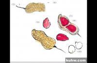 花生的写意画法教程