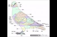 工笔禽鸟局部画法