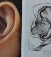人物耳朵素描怎么画  素描耳朵画法