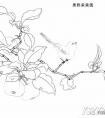宋代花鸟白描画稿