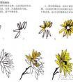 国画菊花画法