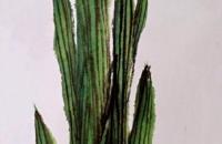 国画鸢尾花的画法