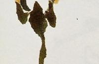 国画梨花的画法