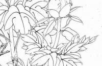 工笔《二乔山雀》绘画教程