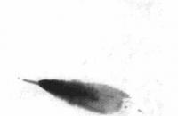 白石老人教你画虾