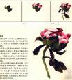 国画写意牡丹花蕾画法