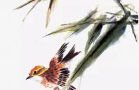 常见鸣禽的画法