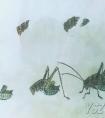 国画写意蝈蝈的画法