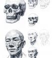 素描头部结构解剖步骤讲解