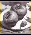 素描西红柿画法