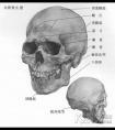 素描人物基础教程头像画法图解-头的画法图文讲解