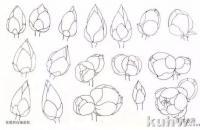 工笔荷花画法之花苞、莲蓬