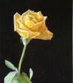 黄玫瑰画法