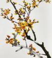 国画梅花枝干画法，各种各样梅花梅枝的造型