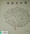 墨菊花头画法 菊花层顶亚瓣花四种画法