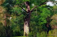 艾萨克·伊里奇·列维坦（ Isaac Ilyich Levitan） ——《橡木，1880》作品欣赏