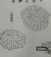 国画写意菊花画法 画菊花方法