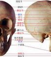 头部的解部结构图