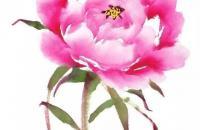 牡丹花头和花叶的三十种画法