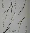 《芥子园》梅花枝干画法