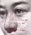 女性面部结构画法