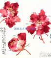 写意牡丹花头画法