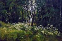 《林边的花》希施金 俄罗斯