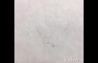 蝴蝶怎么画？步骤详细